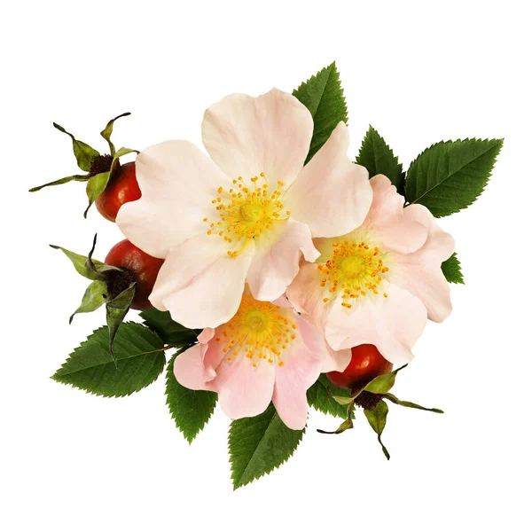 Wild Rose Flowers Berries Arrangement Isolated White — Stock Photo, Image