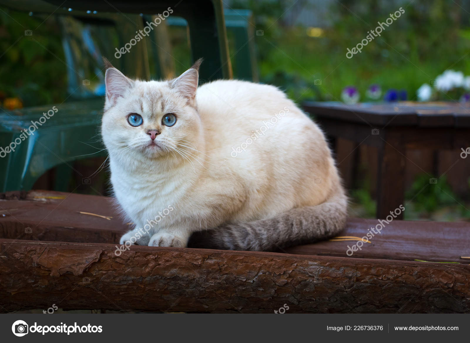 British Shorthair Cat Sitting Bench Garden Looking Camera Color Cat Stock Photo Image By C Sunraybricatteryru