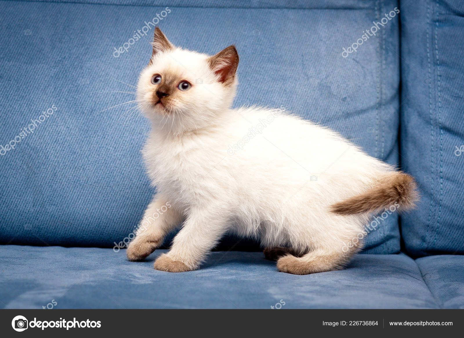 Mignon Point Couleur Chocolat Chaton Britannique Aux Yeux Bleus Tient Image Libre De Droit Par Sunraybricatteryru C Mignon Point Couleur Chocolat Chaton Britannique Aux Yeux Bleus Tient Image Libre De Droit Par Sunraybricatteryru C