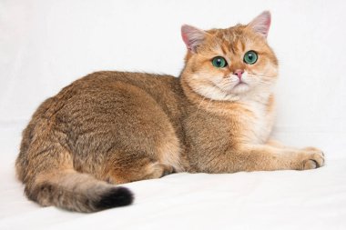 Büyük bir İngiliz kedi iri yeşil gözleri ve kabarık kuyruklu altın bilet renk hafif bir arka plan üzerinde yatıyor ve kameraya benziyor. Kedi - altın Garry v.Wahrberg bri adını ny 25.