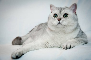 Büyük güzel simli İngiliz kedi büyük yeşil gözlü bir açık renkli yakın çekim yatıyor. Gölgeli Britanya ile ilgili stenografi erkek kedi Bri ns 11 Siyah Gümüş.