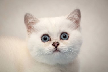 Yakın çekim portre gölgeli bir beyaz İngiliz yavru kedi siyah gümüş mavi gözlü kameraya bakarak işaret etti