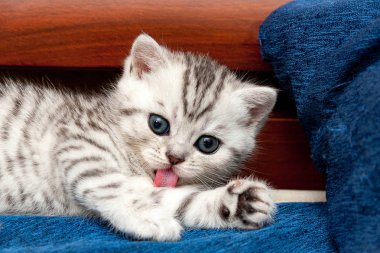 Kanepe ve kameraya bakarak dilini onun ayak pembe yalıyor yatan küçük tabby gri-beyaz sevimli yavru kedi