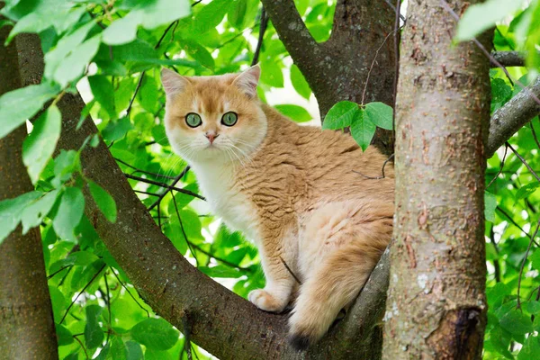 Cat Sitting Tree Golden British Cat Green Eyes Climbed Tree — Stock Photo, Image