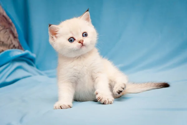 Маленький Симпатичный Британский Котенок Цвета Точки Цвета Голубыми Глазами Смешно — стоковое фото