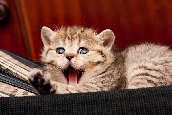 Gouden Britse Kitten Liggend Zak Gegaap Wijd Grappig Kijken Naar — Stockfoto