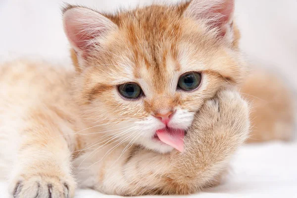 Portrait Golden British Kitten Who Washes Pink Rough Tongue Pressing — Stock Photo, Image