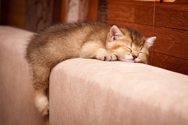 Cute British kitten sleeping on the couch. Little charming British kitten Golden color cute fell asleep on the back of the sofa dangling back foot