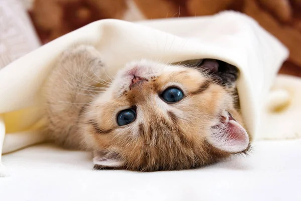 Pequeno Gatinho Britânico Dourado Deitado Cabeça Para Baixo Coberto Com — Fotografia de Stock