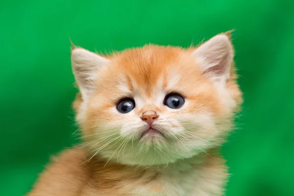 Sevimli Küçük Altın Ngiliz Portresi Kedicik Yakın Çekim Kameraya Yavru — Stok fotoğraf