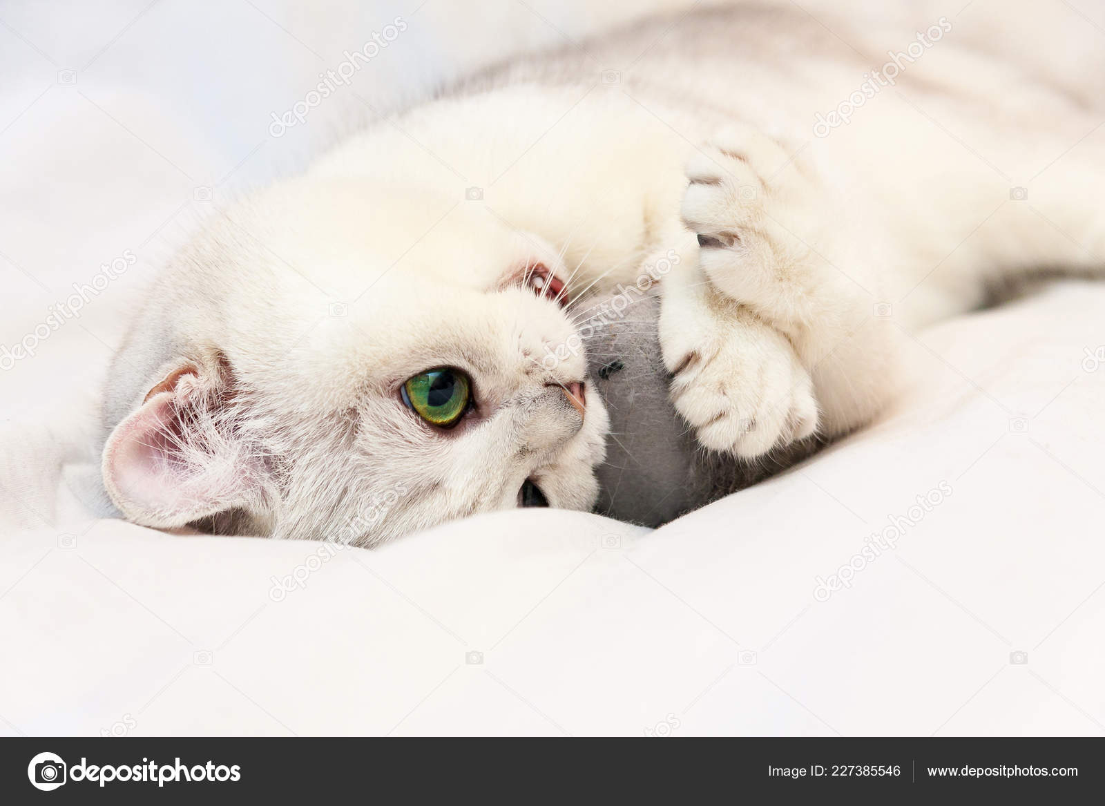Eine Susse Weisse Katze Spielt Mit Einem Spielzeug Eine Verspielte Stockfotografie Lizenzfreie Fotos C Sunraybricatteryru 227385546 Depositphotos