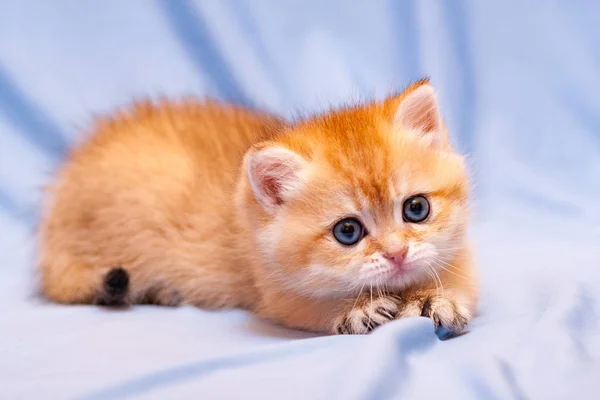 귀여운 오렌지 파란색 배경이 그녀의 발톱을 꺼내에 고양이 매력적인 표정으로 — 스톡 사진