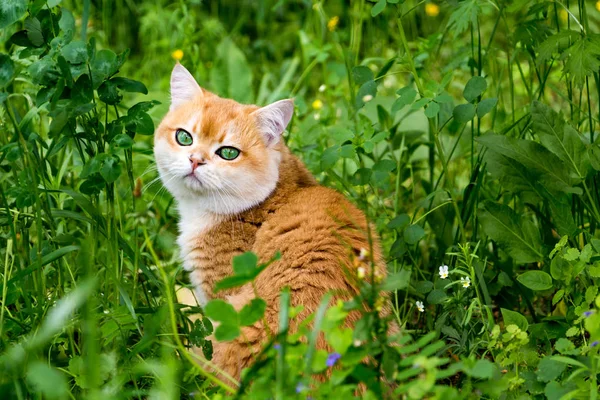 Gato Hierba Verde Flores Hermoso Gato Británico Rojo Con Ojos — Foto de Stock