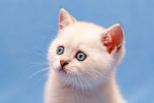 Close Portrait White British Kitten Blue Eyes Pink Nose Fluffy — 스톡 사진