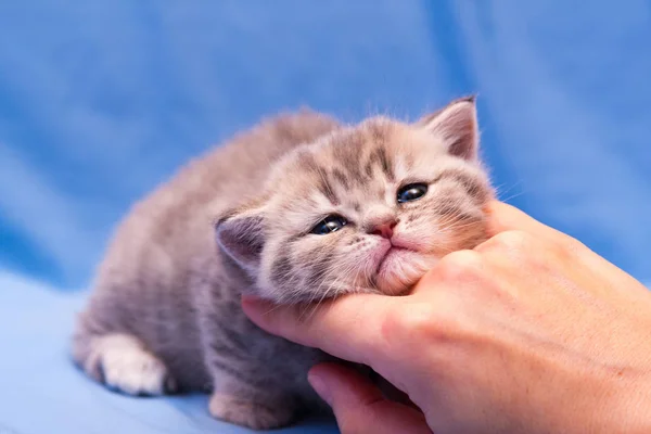 Happy Gentle Kitten Put His Head Woman Hand — Stock Photo, Image