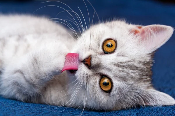 Kotě Olizuje Jeho Tlapy Britské Kotě Šedé Bílé Barvy Oranžovou — Stock fotografie