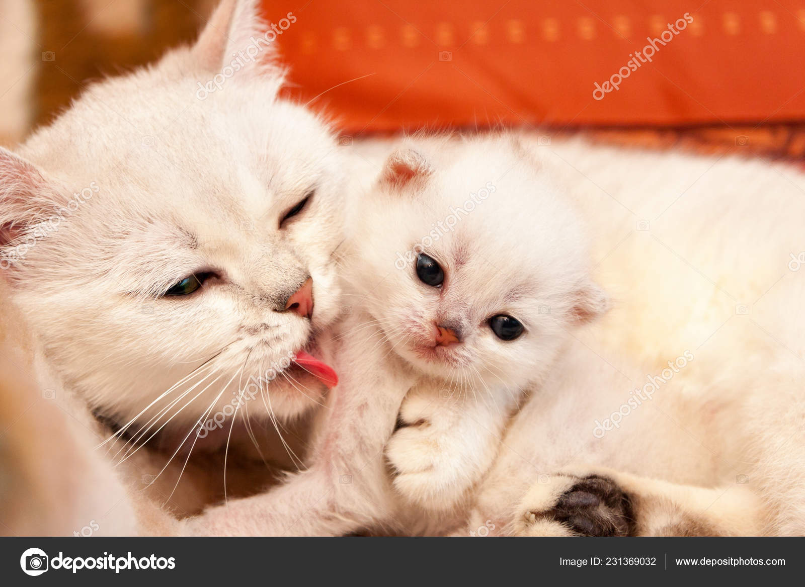 Blanca Británica Gato Mamá Abraza Lame Pequeño Bebé Gatito Gatito — Foto de  stock #231369032 © SunRayBRICatteryRU, image size:1600x1167