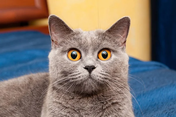 British cat with beautiful orange eyes, charming muzzle of gray British cat with huge orange eyes that looks straight into the camera close-up.