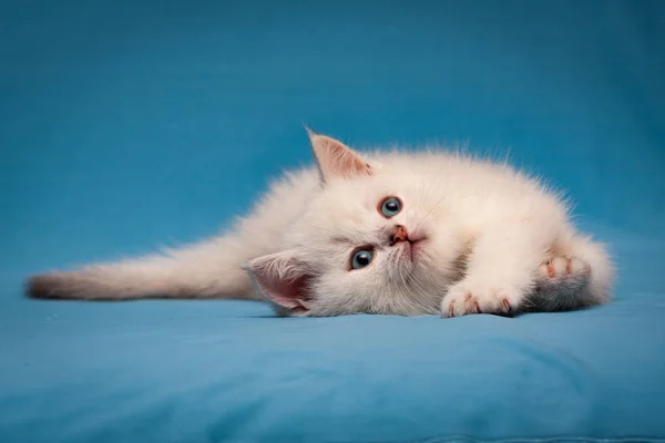 Gatinho Britânico Branco Encantador Com Olhos Azuis Está Calmamente Fundo — Fotografia de Stock