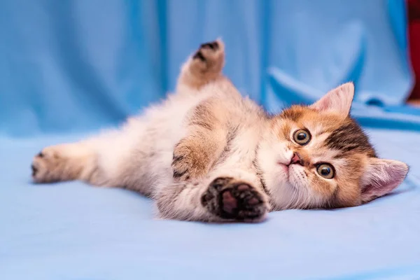 Gatinho Britânico Marrom Bonito Fica Cabeça Para Baixo Fundo Azul — Fotografia de Stock