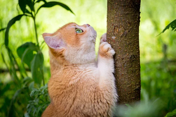 Golden British Cat Green Eyes Sharpens Its Claws Tree Trunk — Stock Photo, Image
