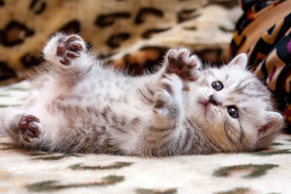 Poco Lindo Manchado Británico Gatito Gris Blanco Color Encuentra Boca — Foto de Stock