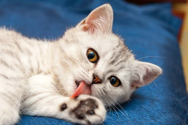 Gato Britânico Macio Com Olhos Laranja Lambe Língua Rosa Pata — Fotografia de Stock