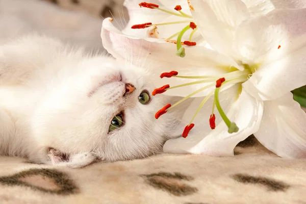 Small White British Cat Green Eyes Lies Upside Couch Sniffs — Stock Photo, Image