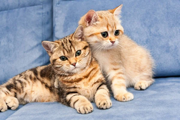 Two cute Golden British kittens with green eyes sit together on a blue sofa, one kitten hugs the other with his paw.