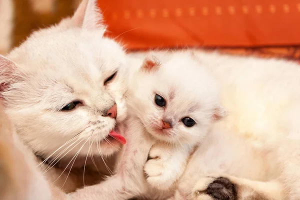 White British cat mom hugs and licks her little baby kitten, kitten hugs with her mother.