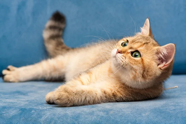 Mladé Golden Britská Kočka Zelenýma Očima Leží Modré Pohovce Dívá — Stock fotografie