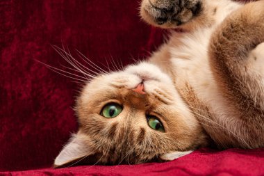 Yeşil gözlü sevimli Golden İngiliz kedi baş aşağı yalan ve kameraya doğru görünüyor