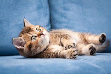 Komik turuncu İngiliz yavru kedi mavi bir kanepe kendi tarafında yatıyor ve örnek alıyor.