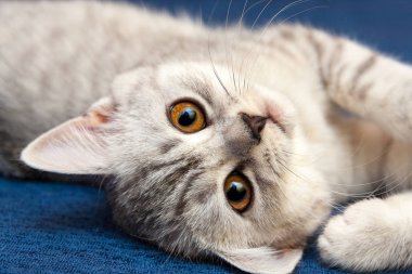 Gri beyaz küçük İngiliz kedi turuncu gözler yakın çekim ile portresi