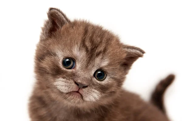 Cute Brown Funny Face Kitten Close Seup British Kitten Interest — стоковое фото