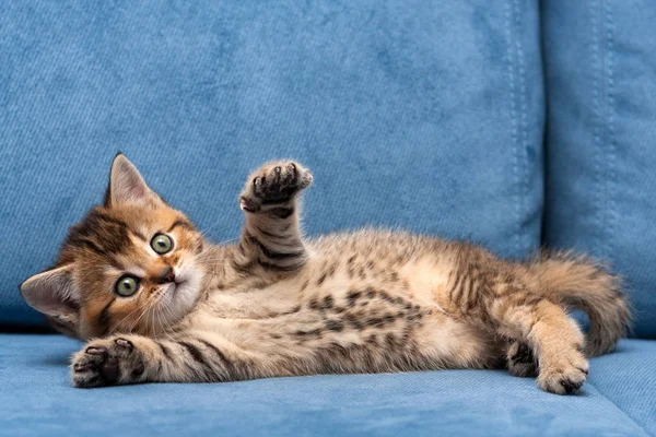 Charmoso Pequeno Gato Britânico Marrom Deitado Sofá Azul Com Uma — Fotografia de Stock
