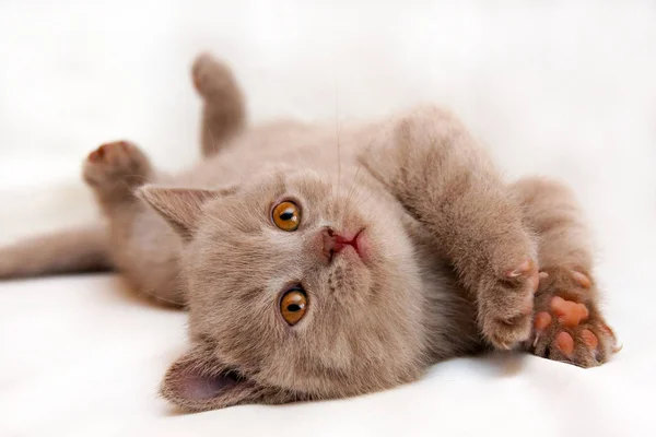 Roztomilá Malá Lila Britská Kočka Oranžové Oči Leží Vzhůru Nohama — Stock fotografie