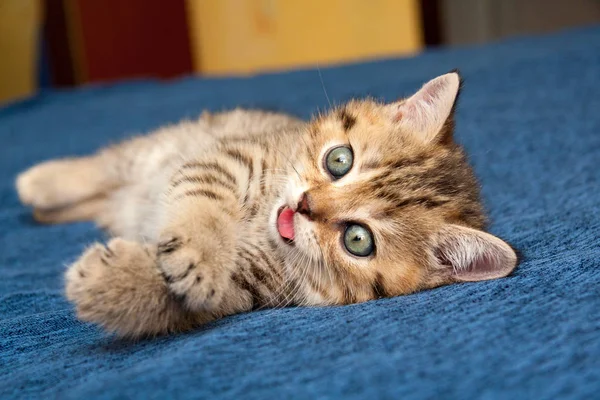 Grappige Roodharige Britse Kitten Liegen Moe Een Blauwe Bed Met — Stockfoto