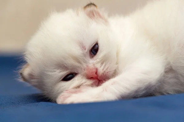 Hlava Malá Roztomilá Bílá Britské Kotě Close Kotě Hledí Kamery — Stock fotografie