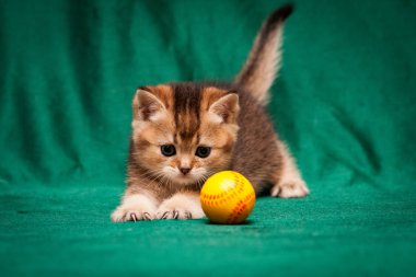 Zencefil İngiliz yavru kedi pençeleri yeşil bir arka plan üzerine yapışmasını bir top oynamaktan