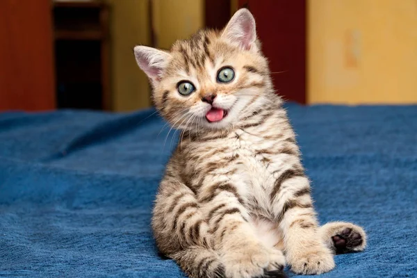 Beetje Dom Britse Kitten Grappige Zittend Bank Met Zijn Tong — Stockfoto