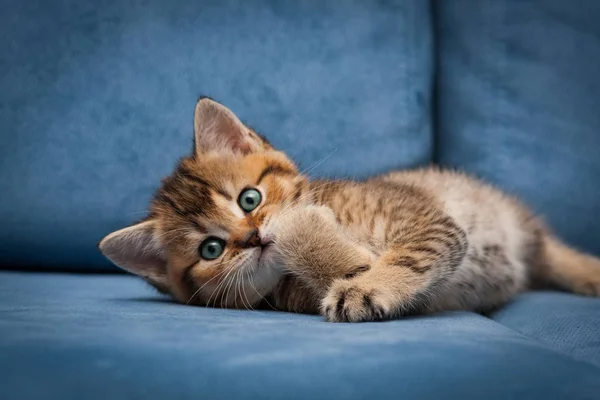 Zrzavý Britské Kotě Legrační Leží Modré Pohovce Při Pohledu Fotoaparát — Stock fotografie