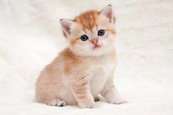 Een Kleine Oranje Britse Kitten Zit Voor Camera Ziet Ernaar — Stockfoto