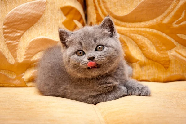 Roztomilý Kotě Britské Modré Ležet Gauči Jeho Jazyk Úst Při — Stock fotografie