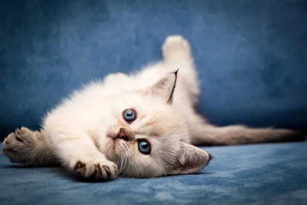 Gatinho Britânico Bonito Bri Cor Ponto Vedação Com Olhos Azuis — Fotografia de Stock