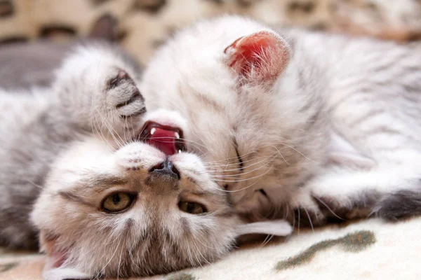 Dois Gatinho Luta Gatinho Mordendo Bochecha Outro Gatinho Jogo — Fotografia de Stock