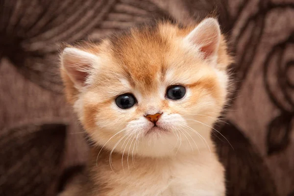 Cabeça de um bonito Golden ticked pequeno gato britânico close-up — Fotografia de Stock