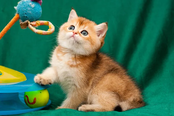 Маленькая золотая британская игривая кошка сидит рядом с кошачьей игрушкой — стоковое фото