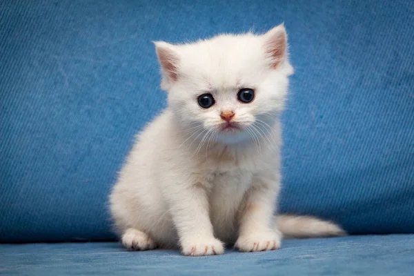 Mavi bir kanepede oturan üzücü beyaz Ingiliz kedi yavrusu — Stok fotoğraf