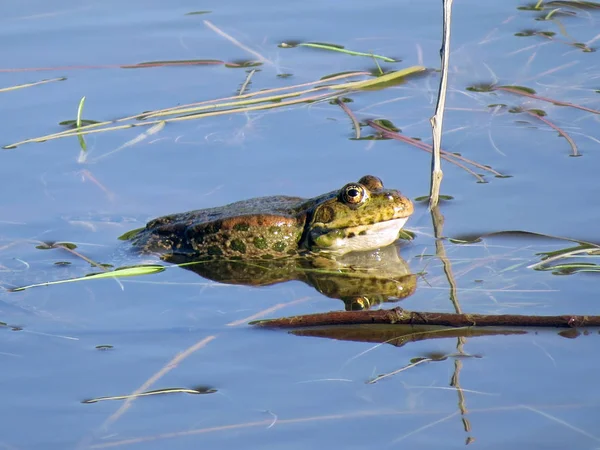 Edible frog, green frog, common water frog Pelophylax esculentus, Rana esculenta in a pond in Vienna